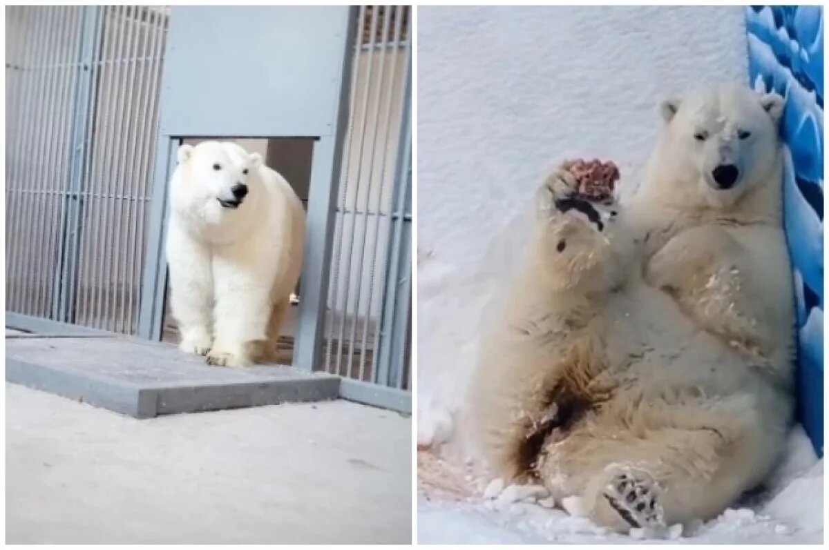    За свою жизнь Думка встретила любовь и трижды стала мамой.