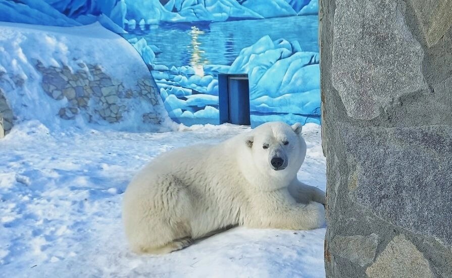    Милая Думка рада новому дому. Фото: Большереченский зоопарк имени В.Д. Соломатина