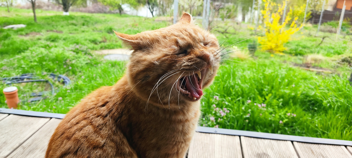 Оголодавший и драный Казимир, вернувшись с мартовских гулек, требует пропитание.