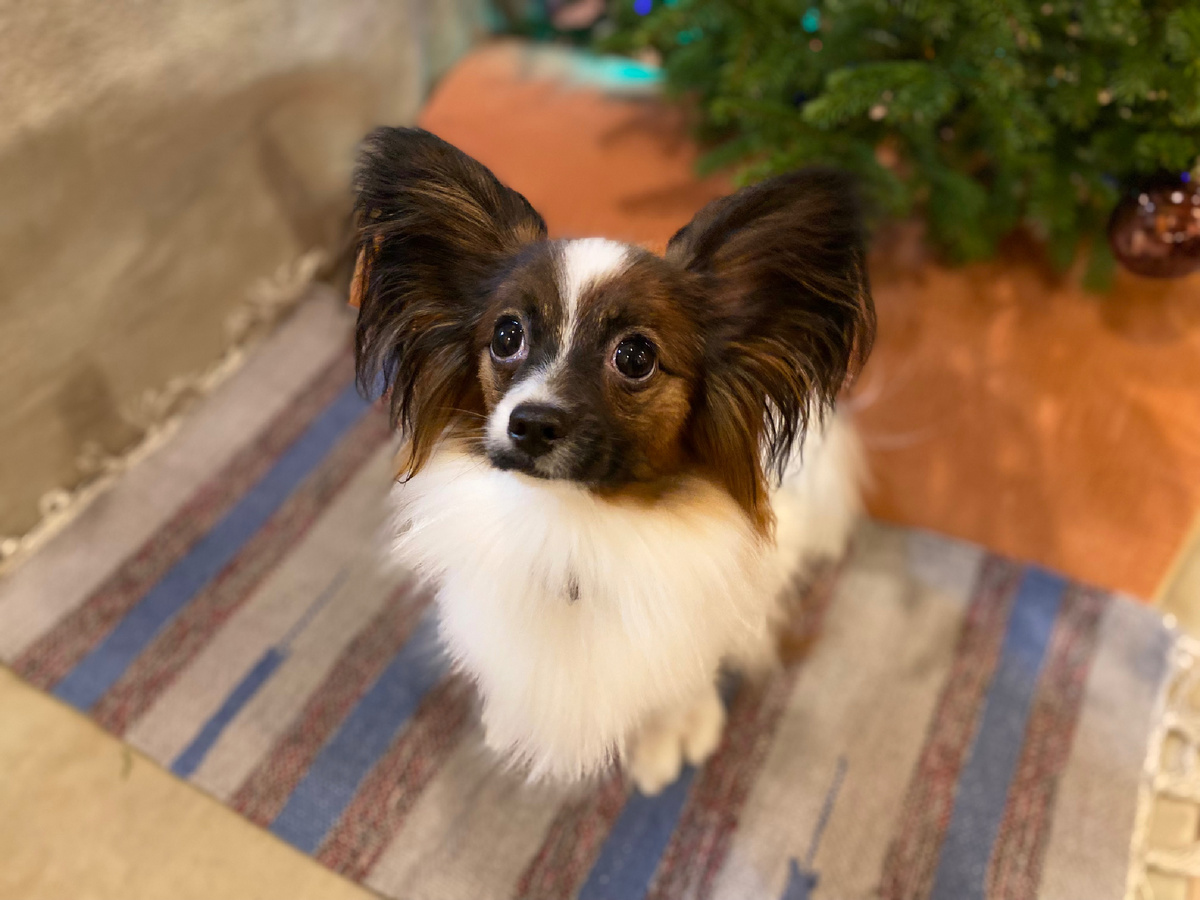 Приучение щенка к мемту