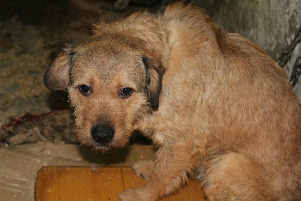 Рэксюшка в приюте. Фото сделано волонтерами.