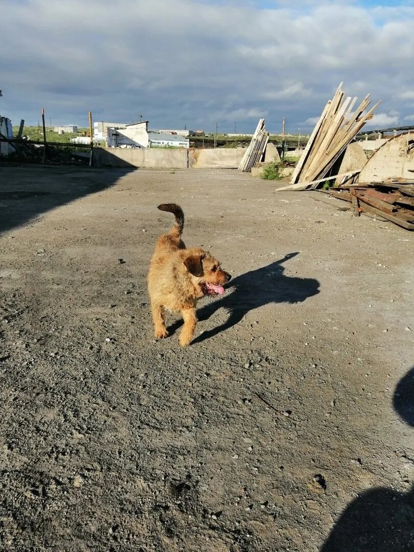 Рэксюшка на прогулке в приюте...