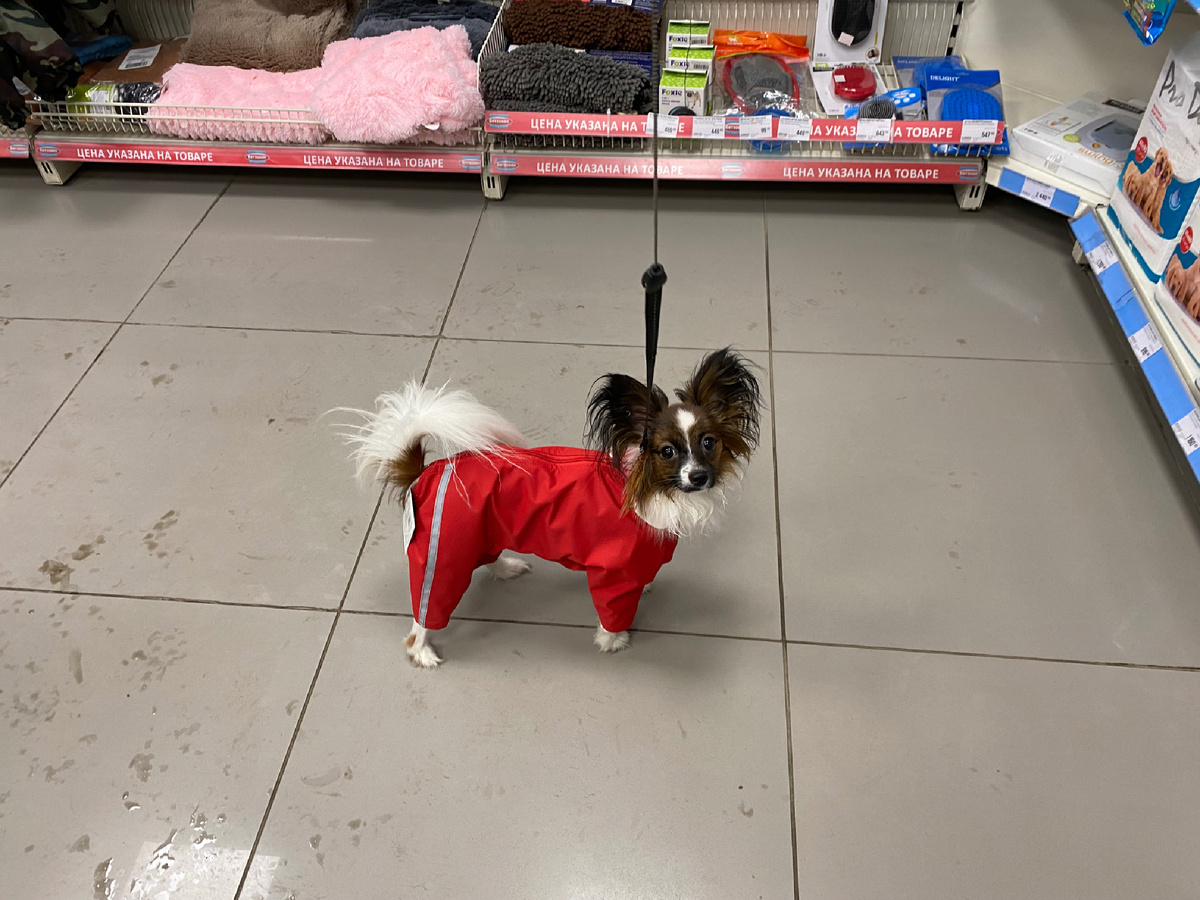 К прогулке готова