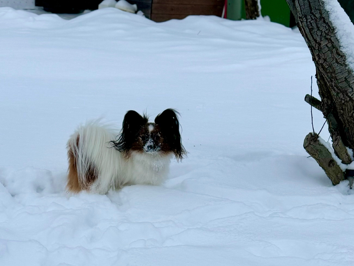 Забава тут давно не щенок, но гуляет без поводка только на дачном участке