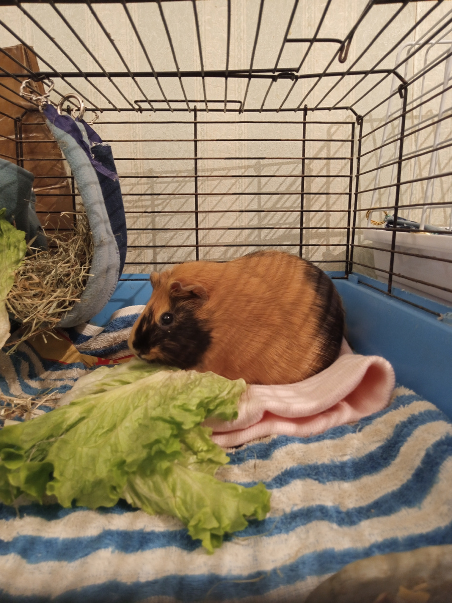 Знакомьтесь, морская свинка Фрося 🙂 ( фото моё)