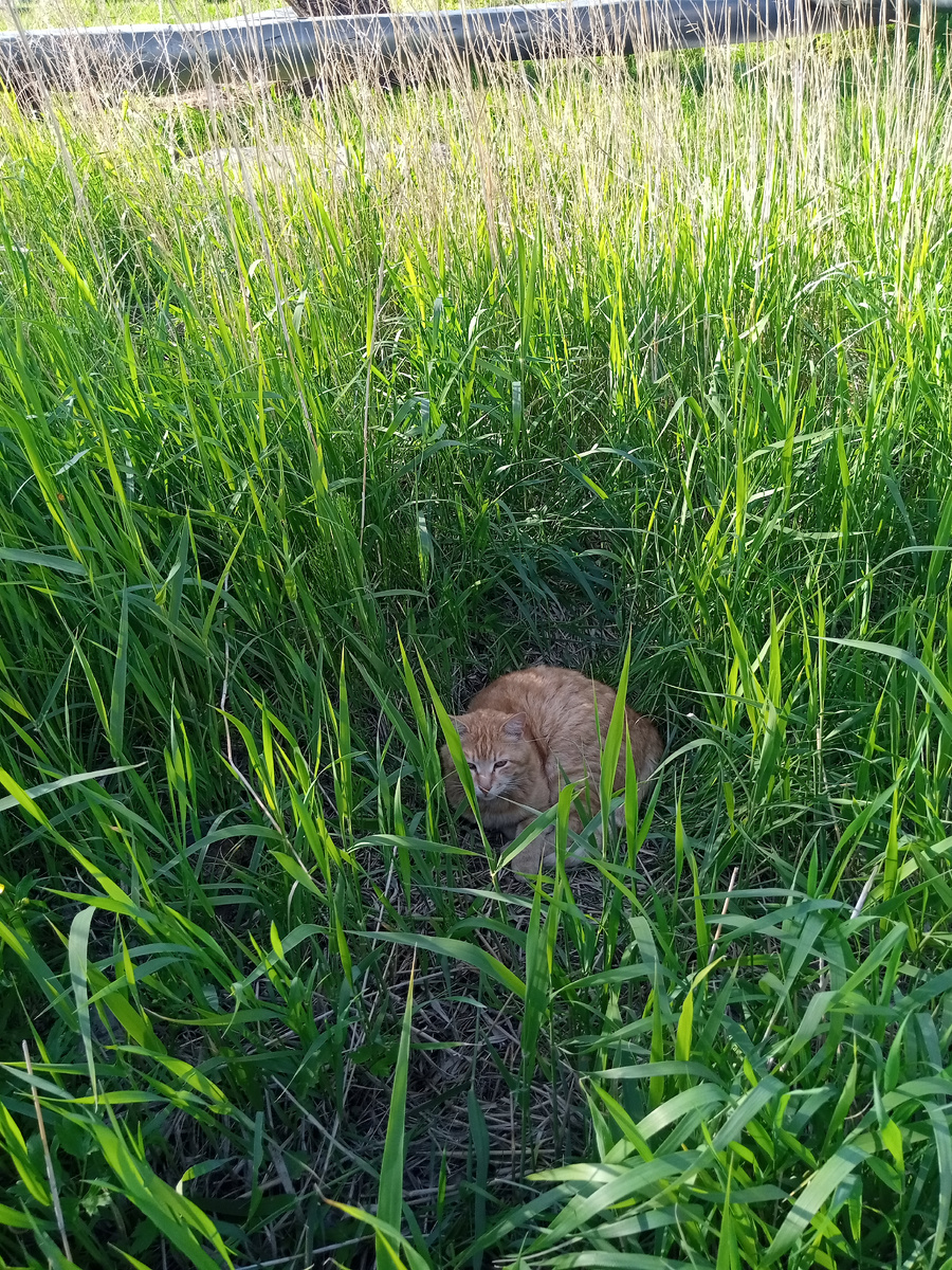 Один из уличных подопечных (фото моё)