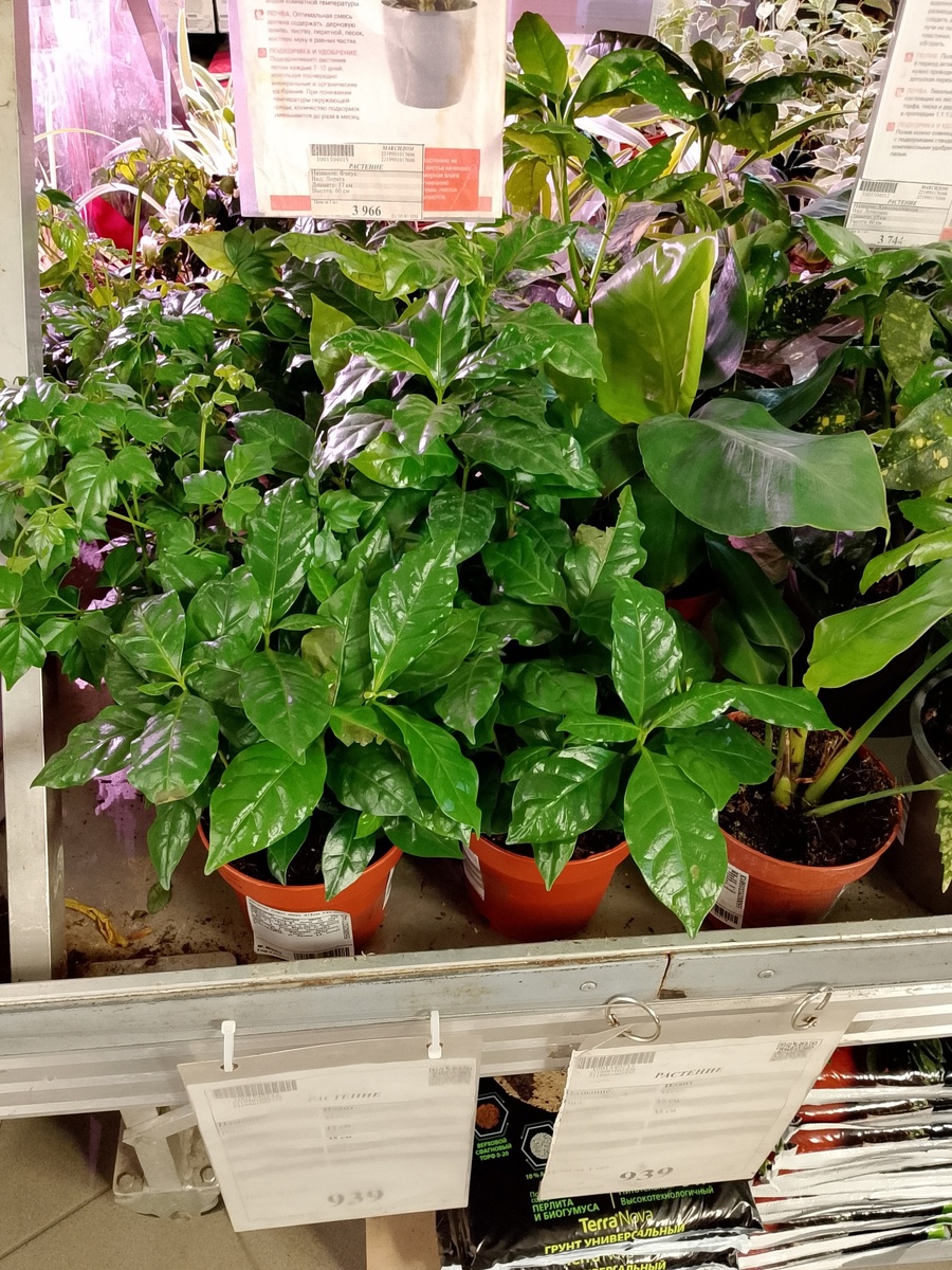 Моя слабость