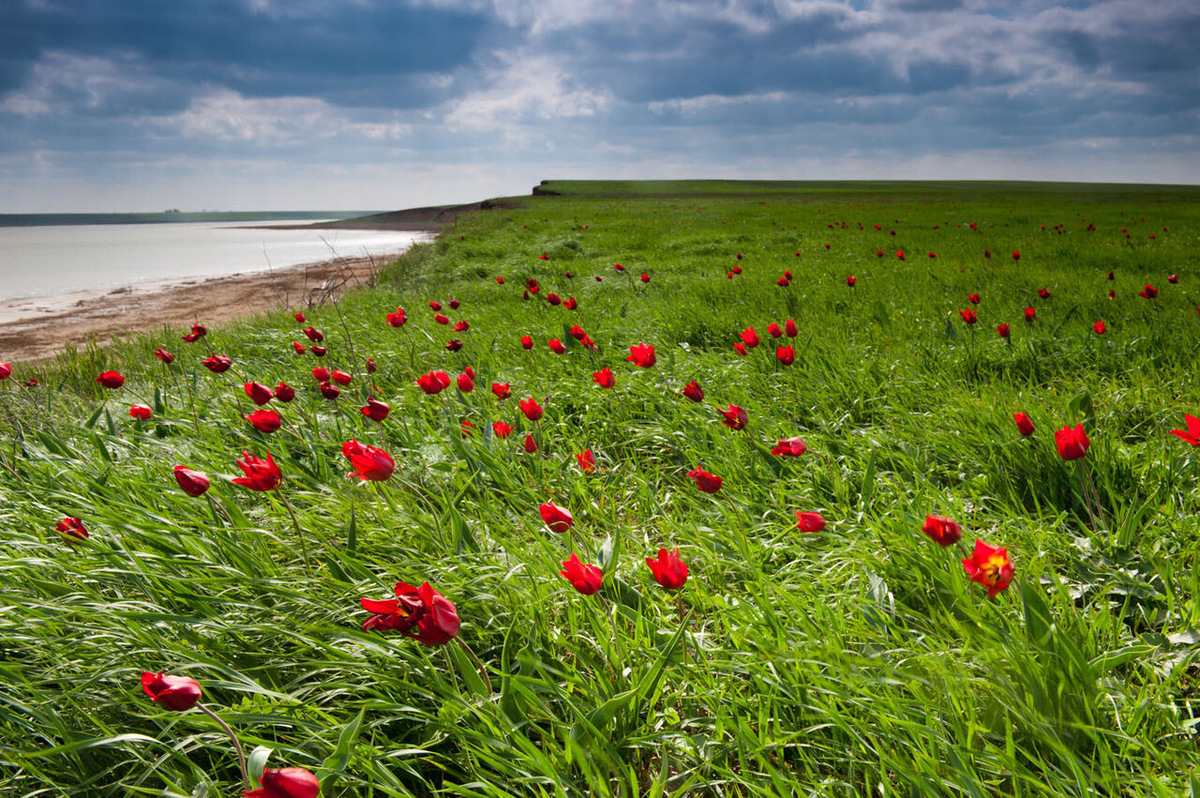 Тюльпаны в Калмыкии Фото: Яндекс карты. Автор: Никита С.