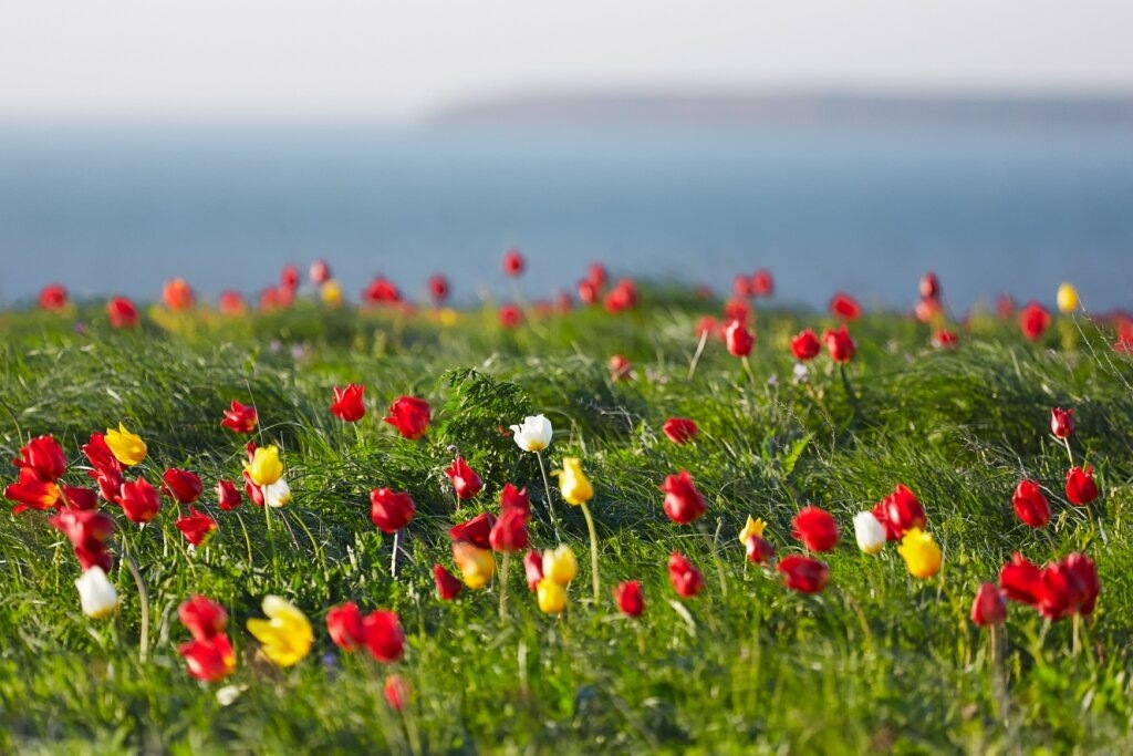 Тюльпаны в Калмыкии Фото: Яндекс карты. Автор: Никита С.