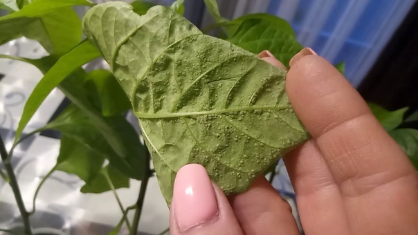 Трипсы или оэдема