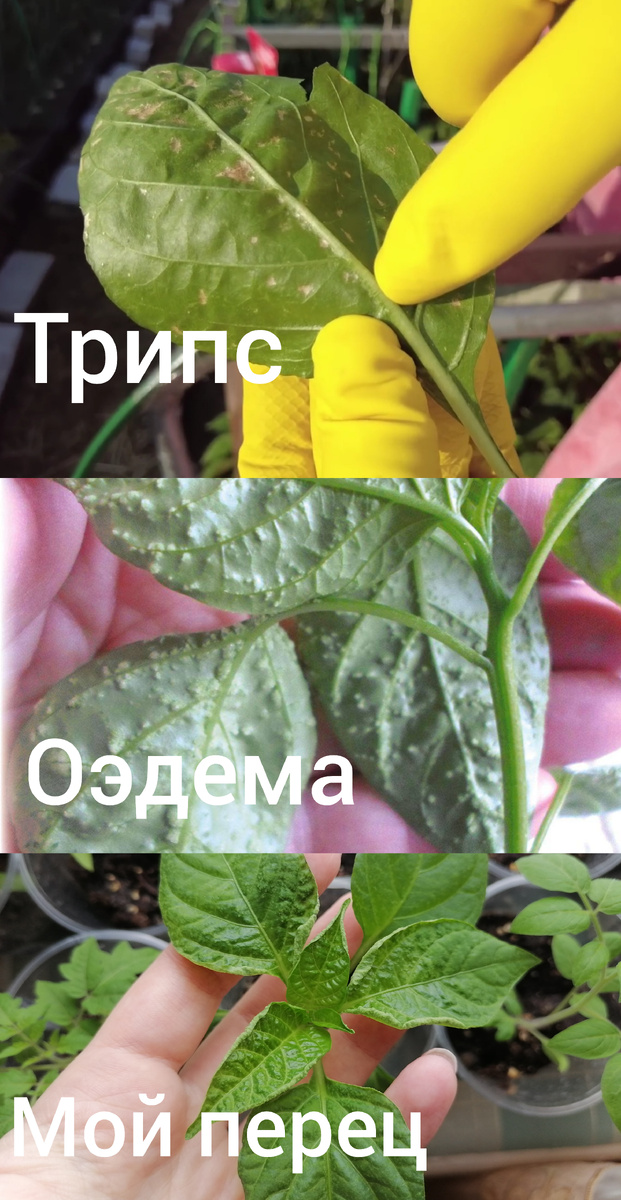 Для накладности сделала коллаж с фото из интернета и с моими фото. Это рассада перца.