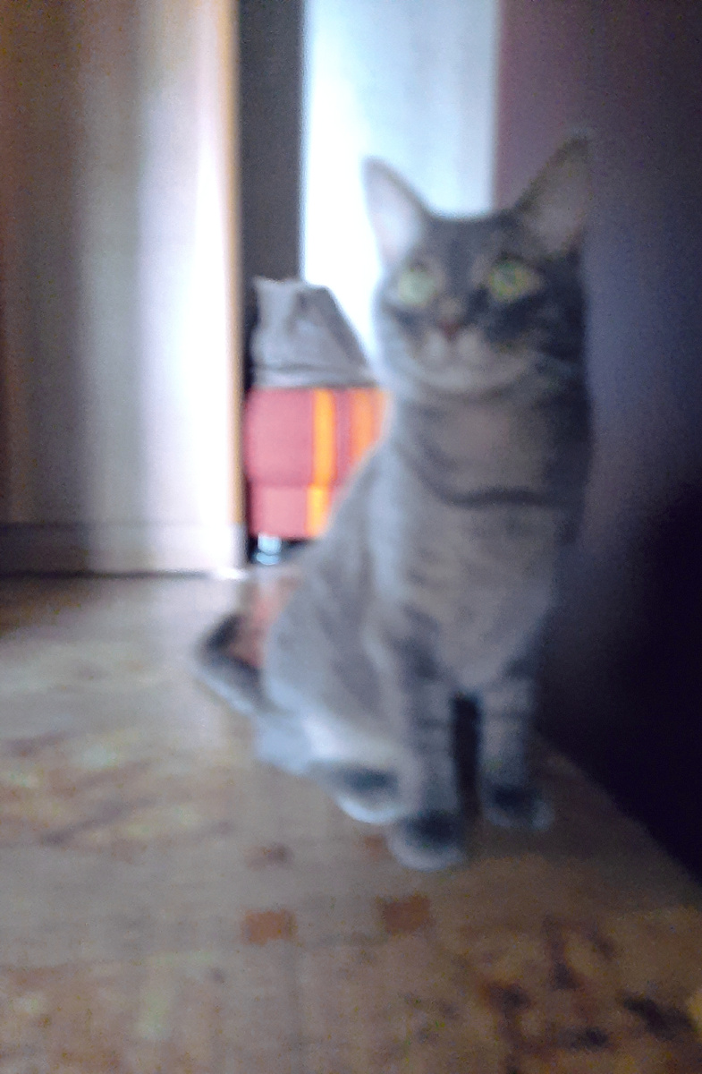 "Это кого я котóсил?..!?" 