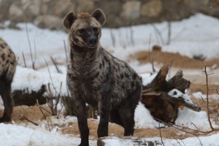    Фото: пресс-служба зоопарка/Агентство "Москва" Анфиса Слепцова
