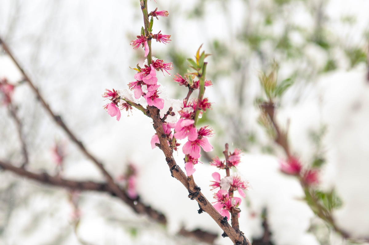 Фото нашего персика