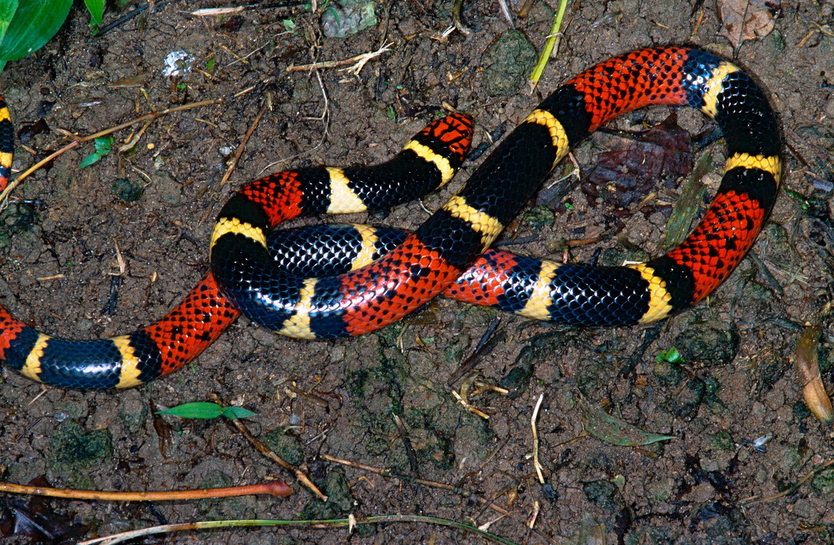Фото: Wikimedia / Авторство: Bernard DUPONT from FRANCE. Aquatic Coral Snake (Micrurus surinamensis), CC BY-SA 2.0, https://commons.wikimedia.org/w/index.php?curid=40775143