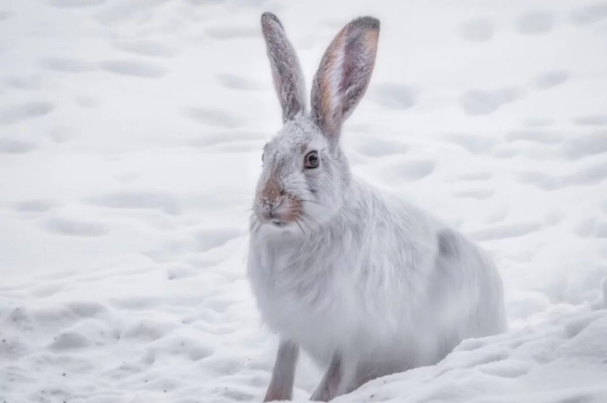    Новосибирские дачники массово жалуются на атаку лысых гибридных зайцев
