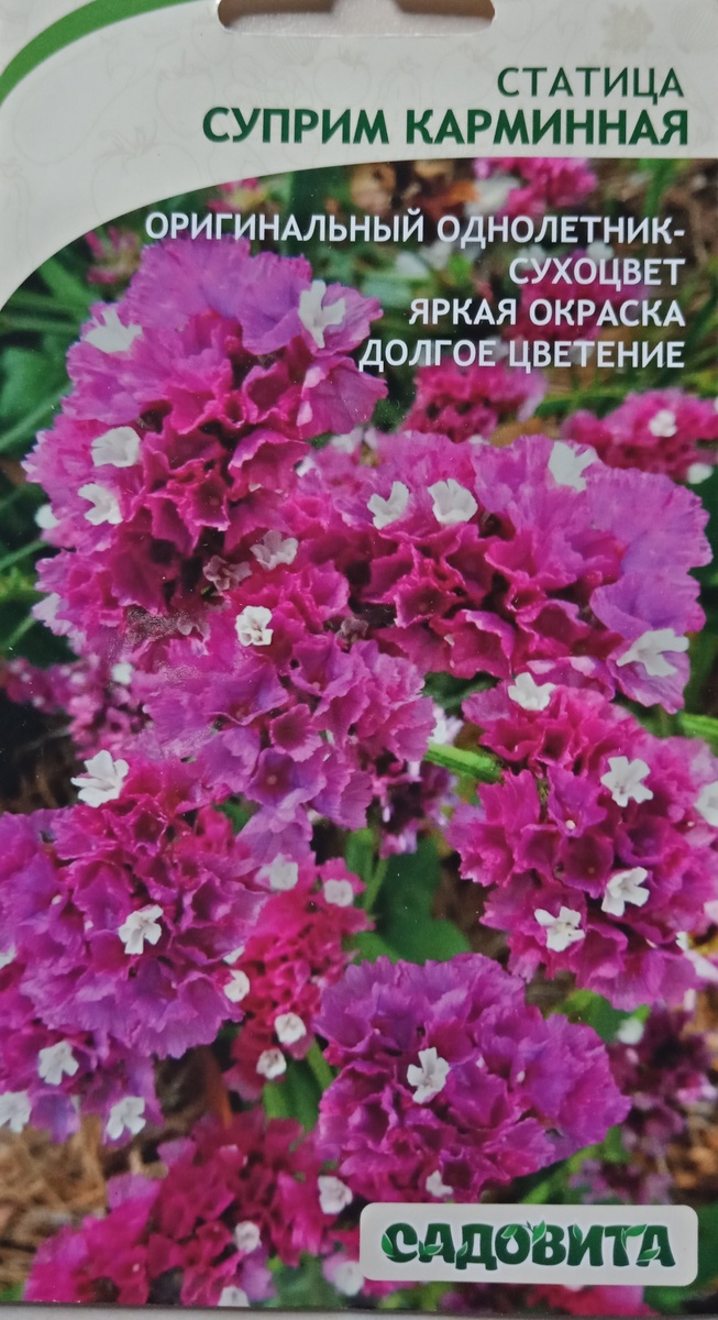 будущая статица