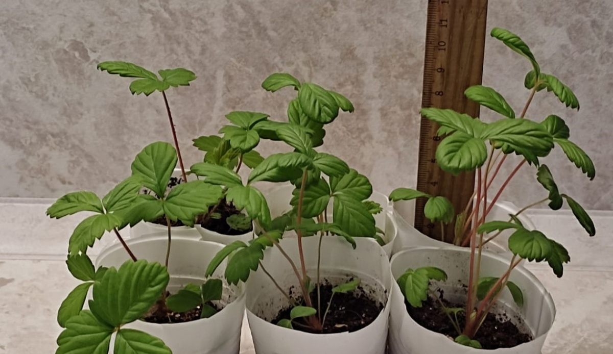 Самые крупные кусты рассады садовой земляники Красная шапочка