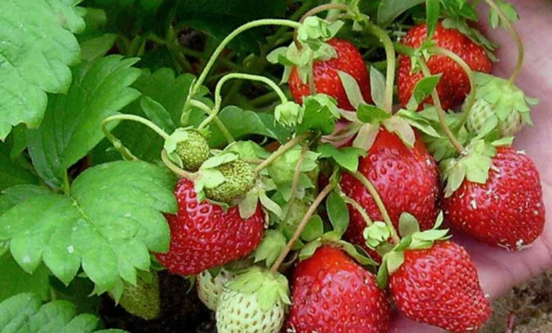 Фото из открытых источников