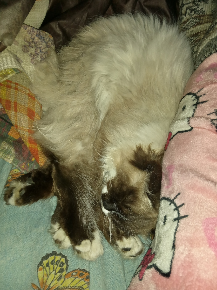 Четыре лапы ББ и его изрядно поплющенное туловко о мою одну ногу