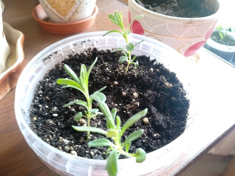 Рассада лаванды «Элеганс Сноу» 12 апреля 2025 года