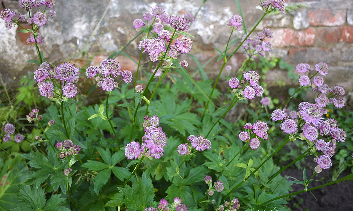 Все фотографии в статье мои. Растения тоже