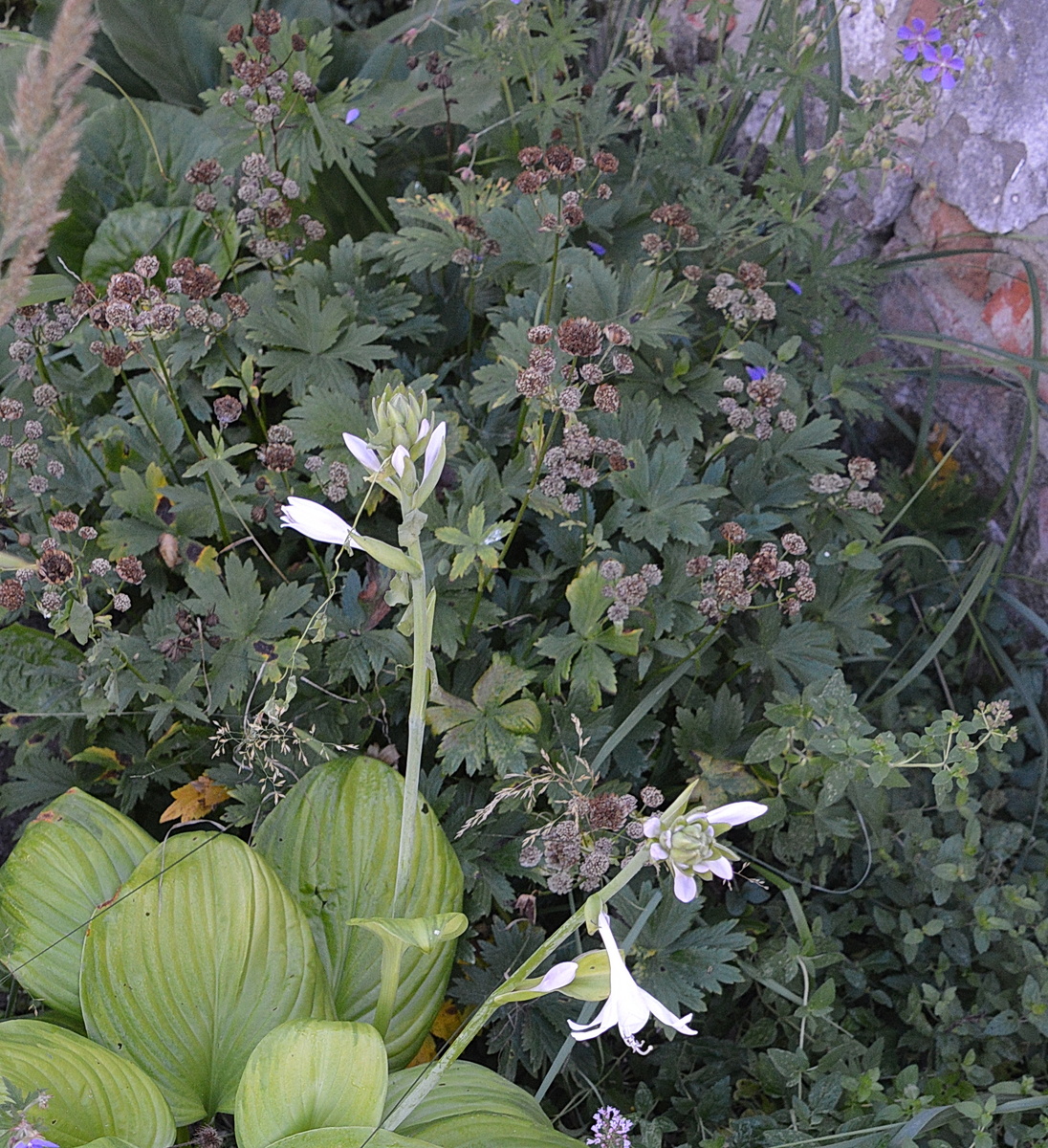 Образуются сухие семена