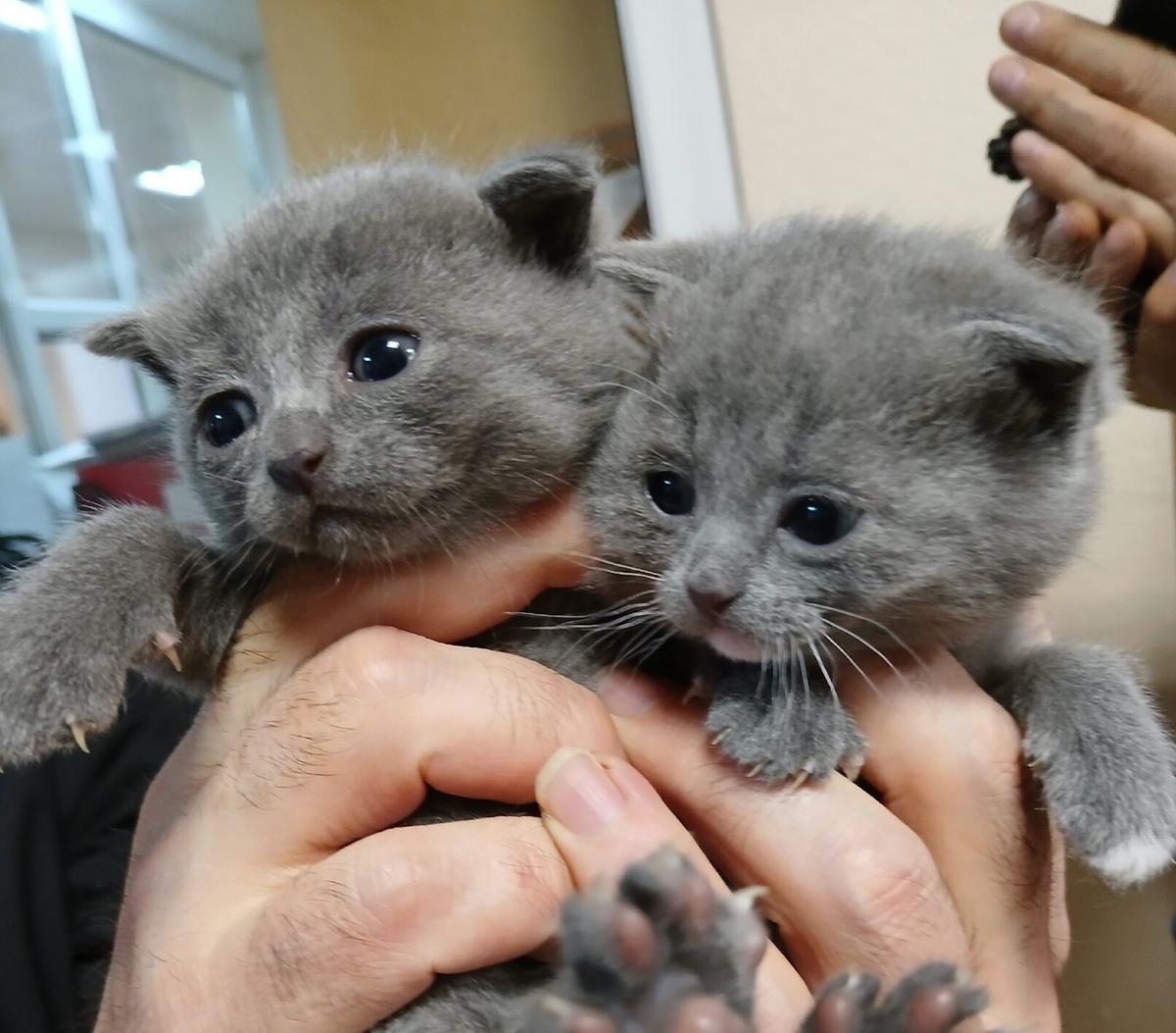    Недавно здесь родилось пять малышей от мурки, которую подобрали постояльцы. Фото: сообщество ВК «МирМур г. Чита»