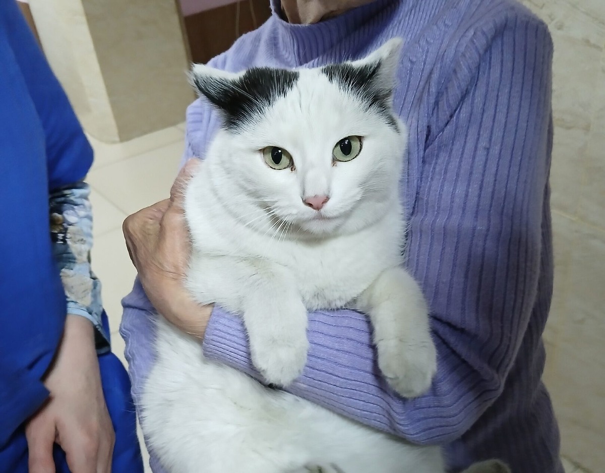    Сейчас в интернате около 20 четвероногих постояльцев. Фото: сообщество ВК «МирМур г. Чита»