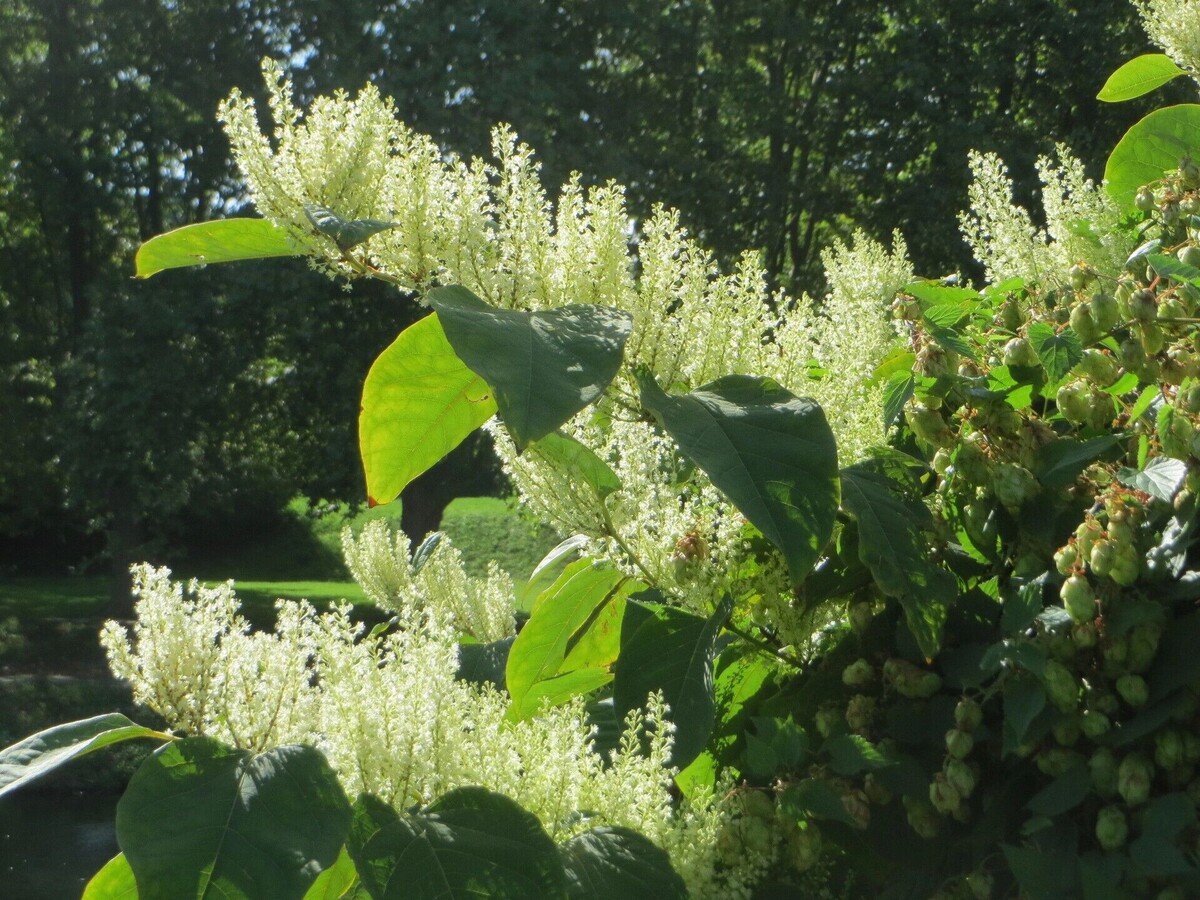     Автор: wikimedia.org