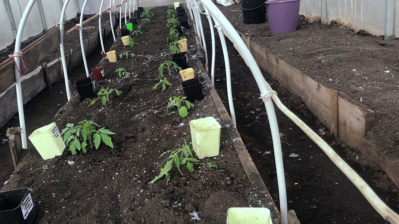 4 апреля 2025 г.