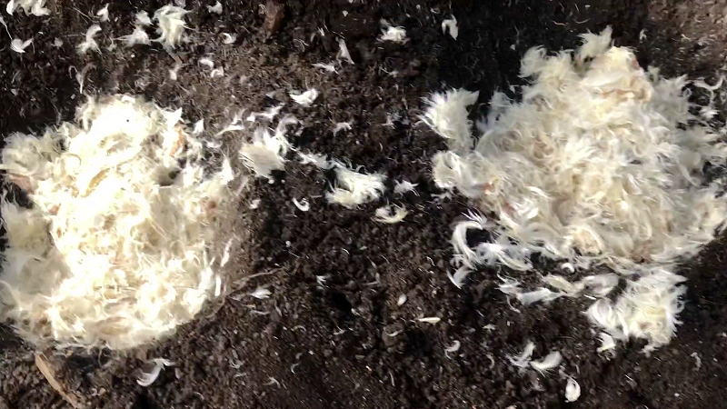 Утепляю лунки.