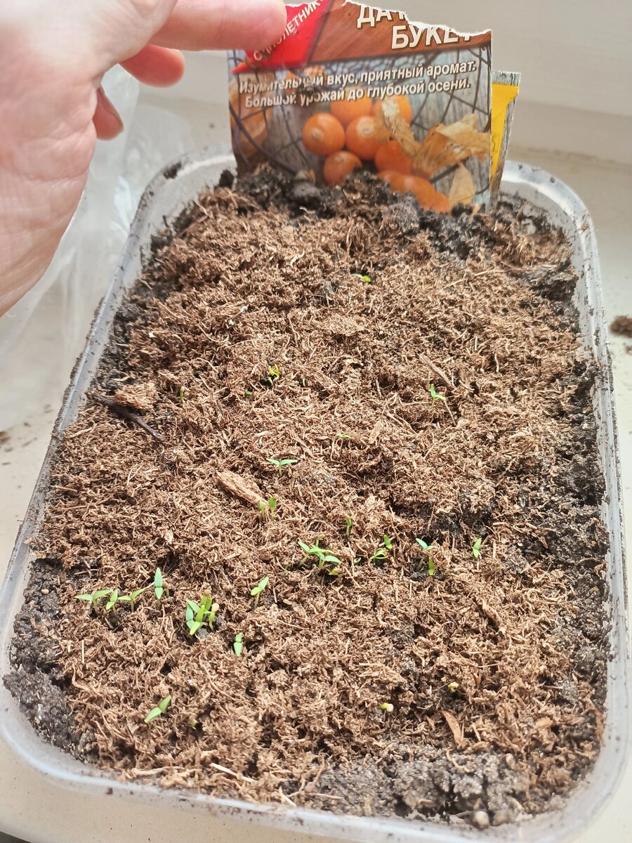 Физалис. Сорт "дачный букет"