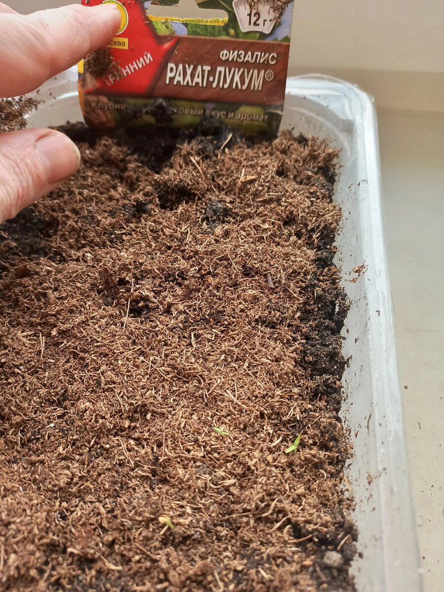 Физалис. Сорт "Рахат лукум". Правда пока взошло всего три семечка