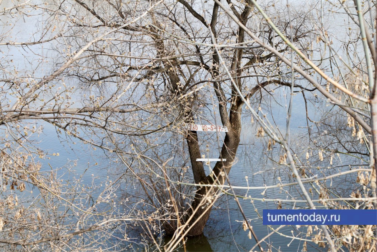На дереве прикреплены простые надписи – год и высота реки || Фото Дениса МОРГУНОВА