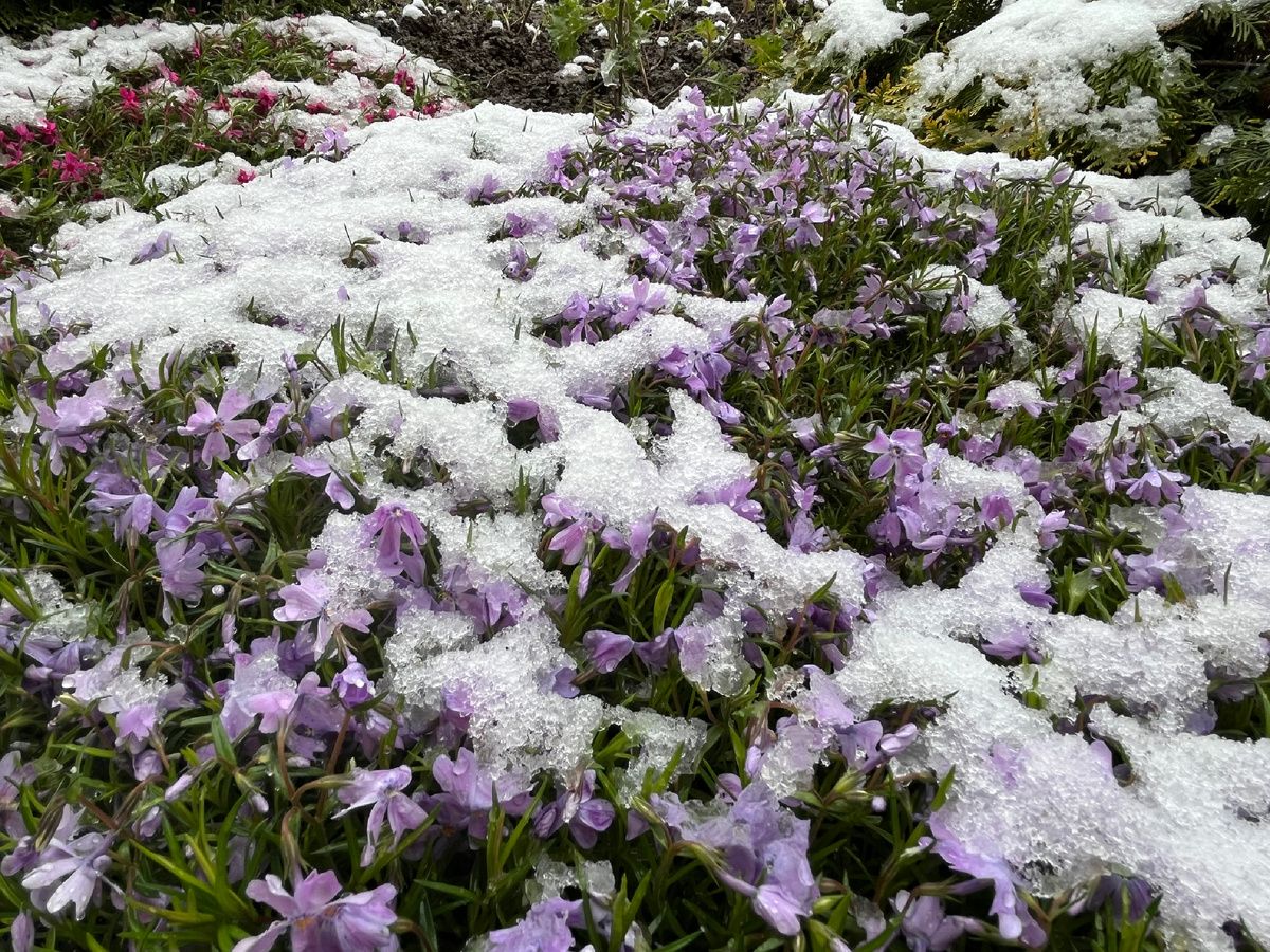 Кубань апрель