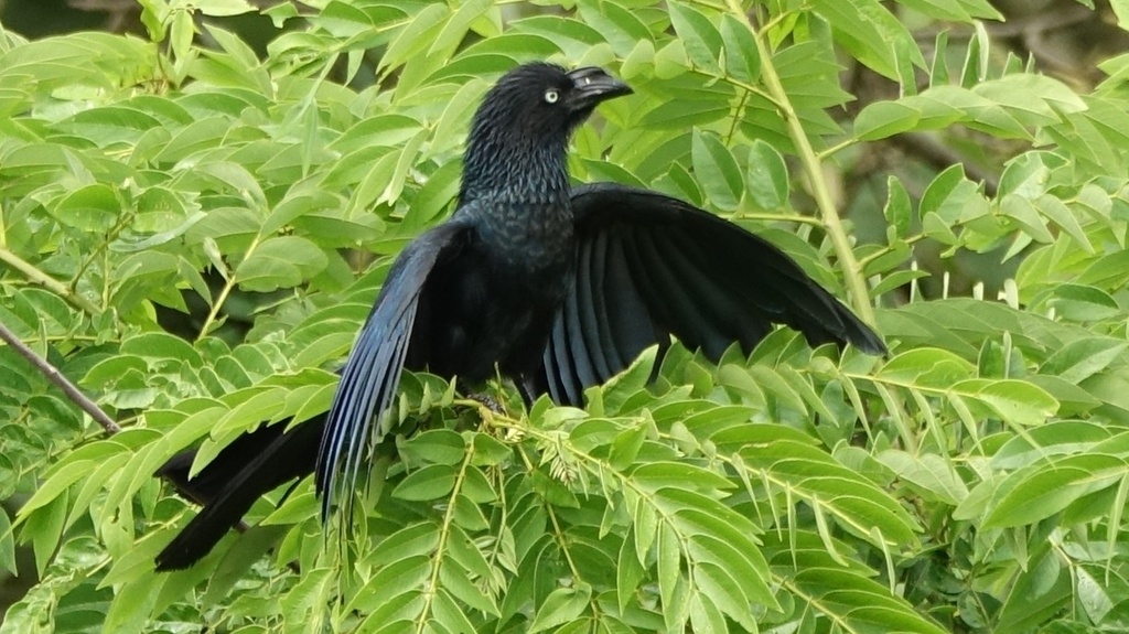 Большой ани, Колумбия, фото Mathieu Sannier