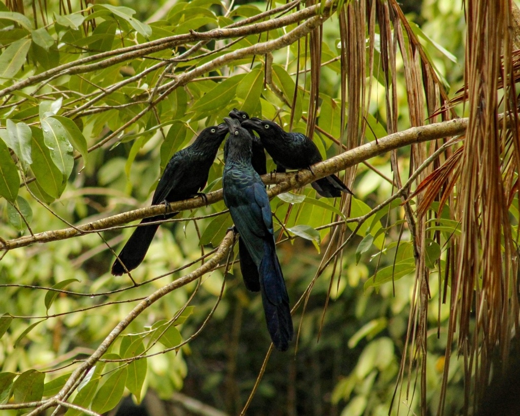 Совещание) Бразилия. Момент поймал LucaasBeckman