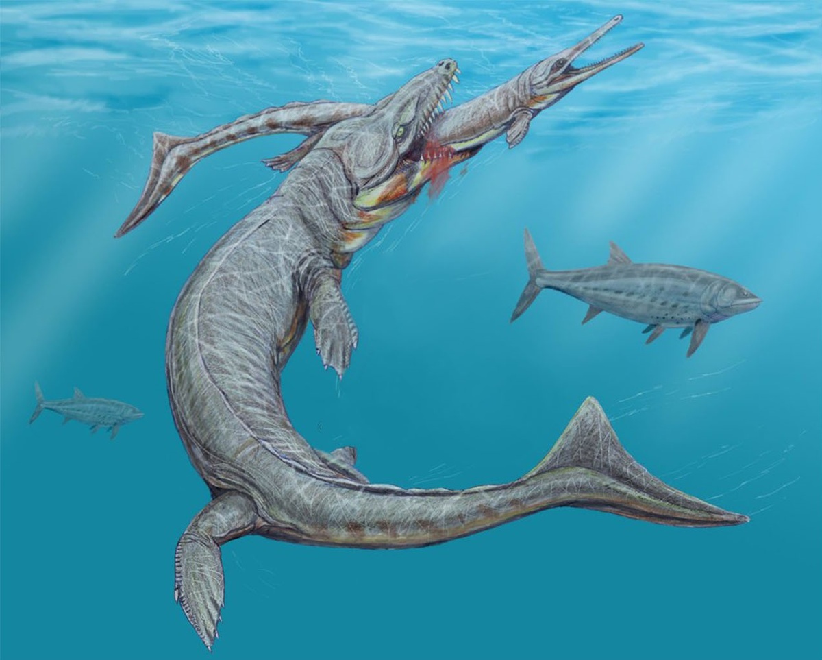 Нападает на своего конкурента, - Метриоринха, с которым они сходи по происхождению. Рыбы на фоне, стараются ретироваться как можно скорее от такого монстра