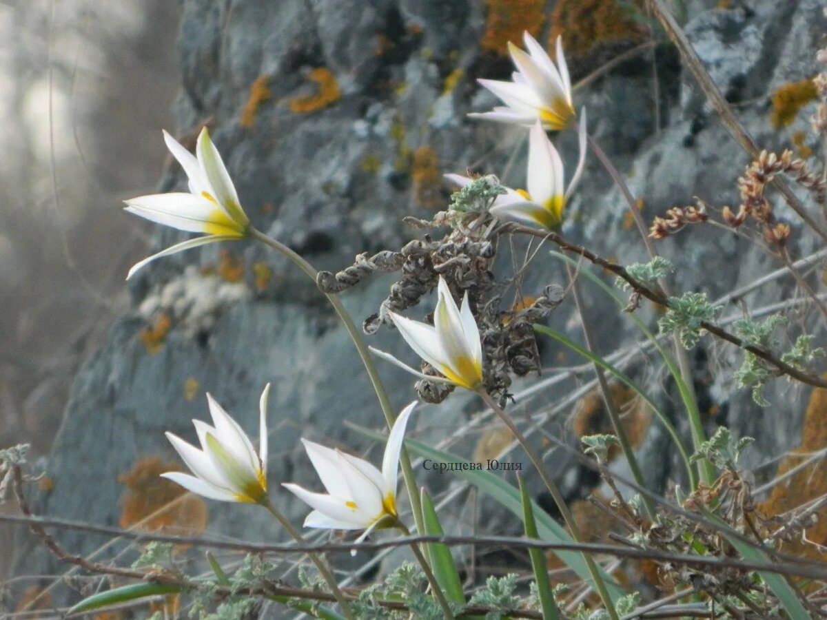   Краснокнижный и очень редкий тюльпан. Рос на этой горе. Никто там не проводил исследований. Просто срыли это растение вместе со скальной породой и...все! И молчок. 