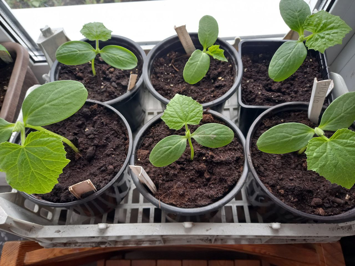 Фото 12 апреля