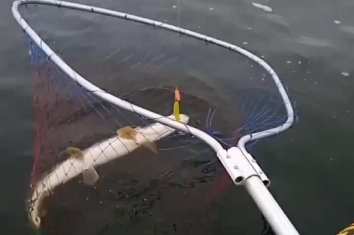    В Саратовской области у нарушителей изъяли 166 кг рыбы