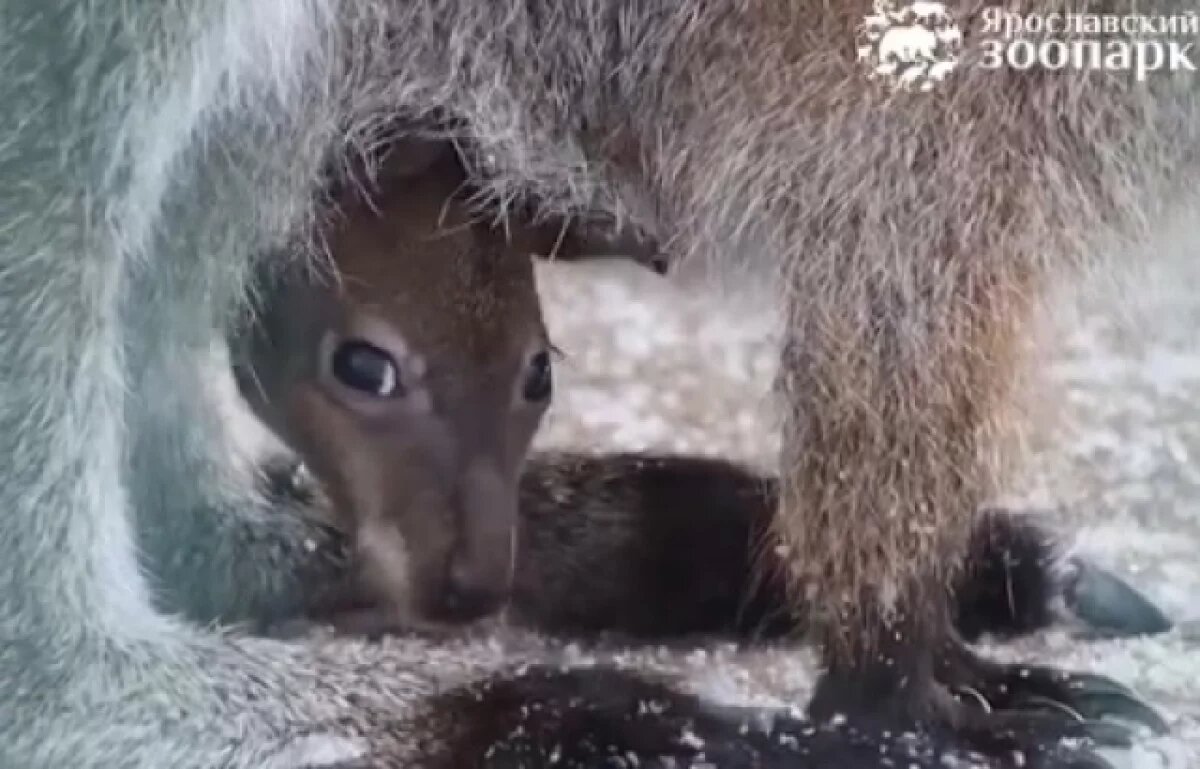    У ярославских кенгуру родился новый малыш