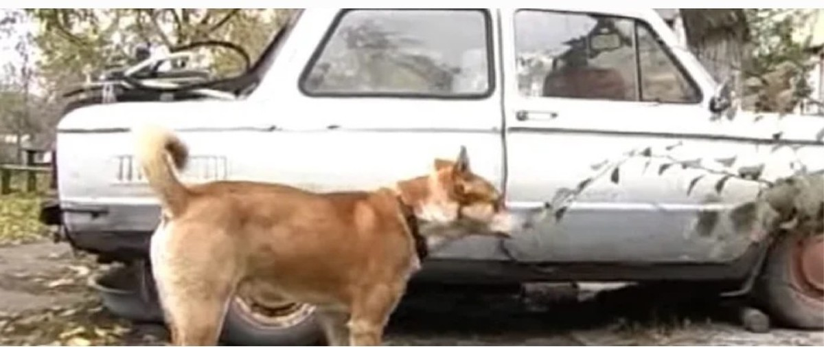 Фото из Яндекса. Спасибо автору. 