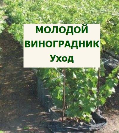 Уход за молодым виноградником