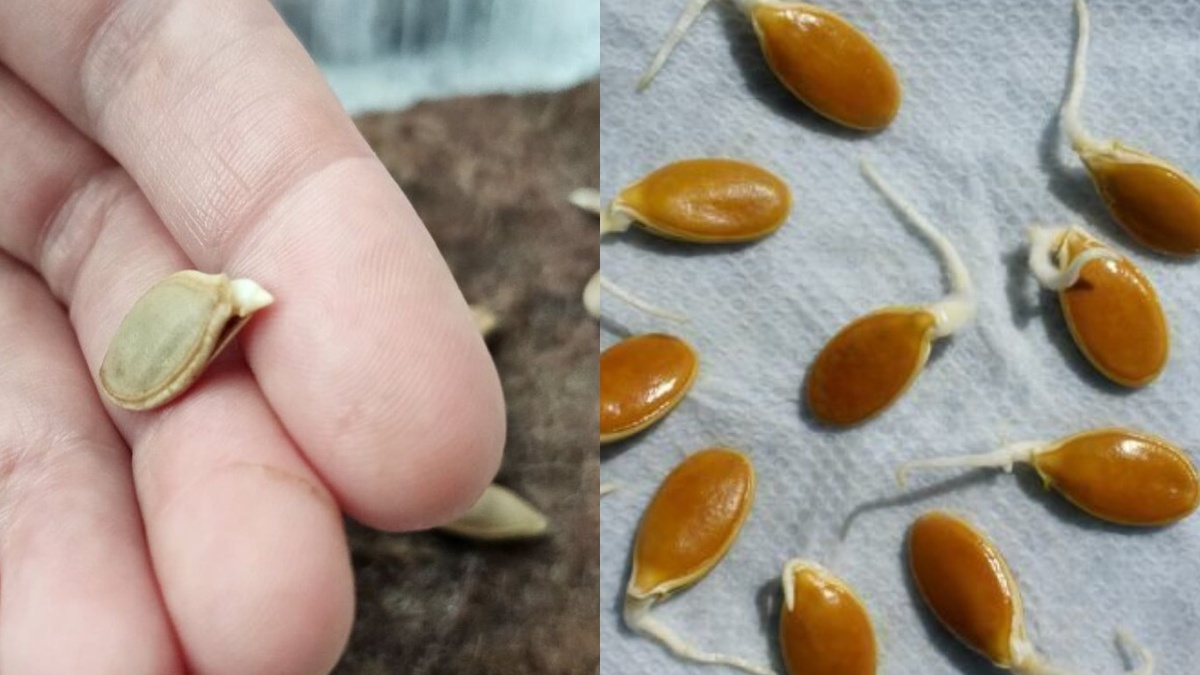 Слева: обычное проращивание с всхожестью 35%. Справа: результат по проверенному методу - 78% всхожих семян