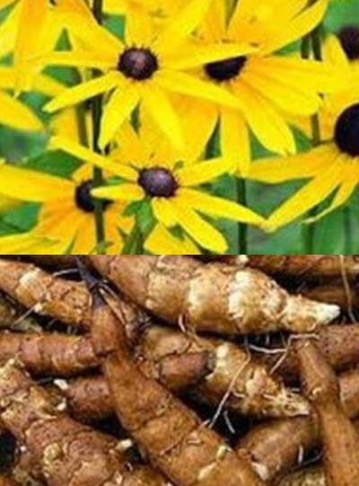 Цветы и плоды топинамбура