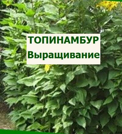 Выращивание топинамбура