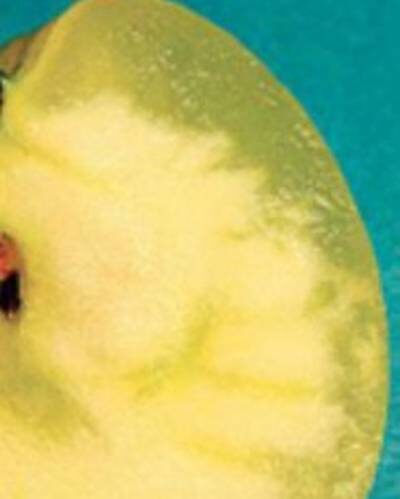 стекловидность плодов