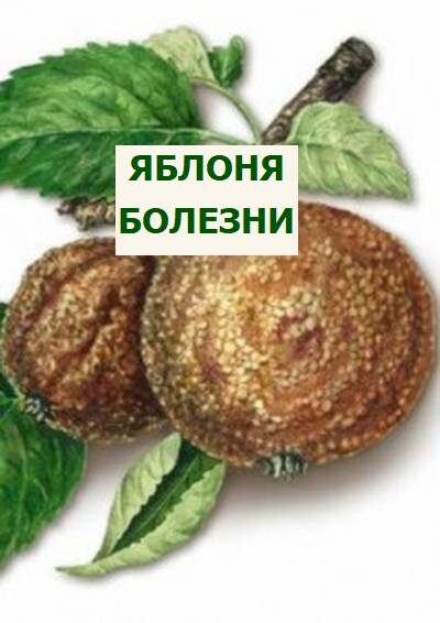 болезни яблони
